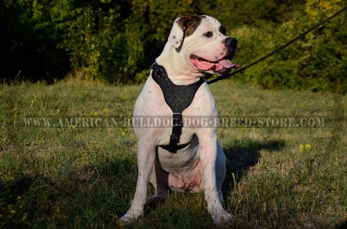 spiked leather harness