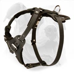 Best attack training harness for your Bulldog