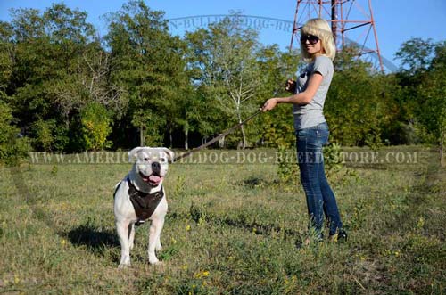 Safe agitation work American Bulldog harness