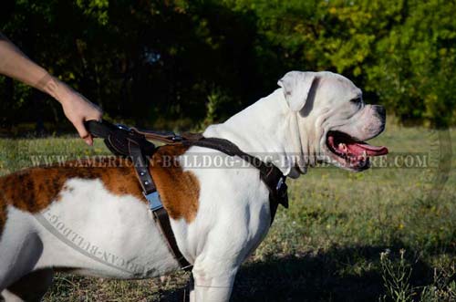 American Bulldog will enjoy this harness a lot!