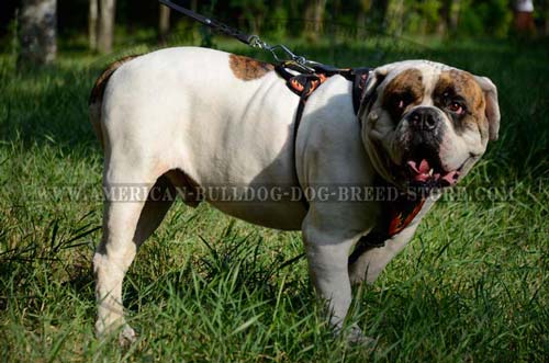 Your American Bulldog will be awesome in this harness