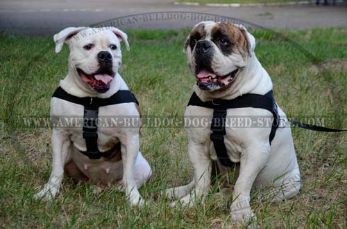 Professionals recommend this Bulldog nylon harness