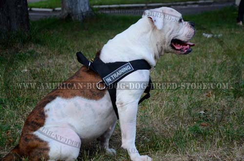 American Bulldog harness for pulling