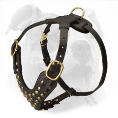 Designer Leather Dog Harness for American Bulldog Training