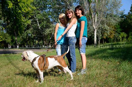 American Bulldog piece of comfort and pleasure