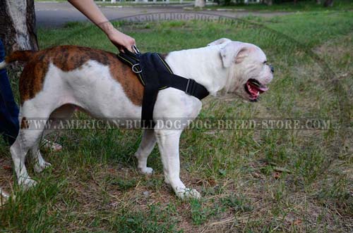 Beautiful design Bulldog nylon harness!
