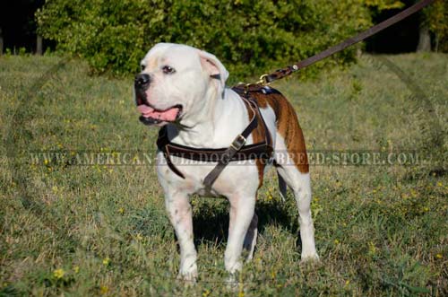 leather dog harness