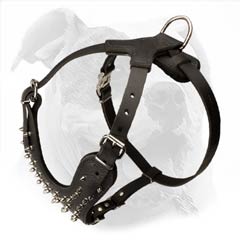 American Bulldog harness with stitched D-ring