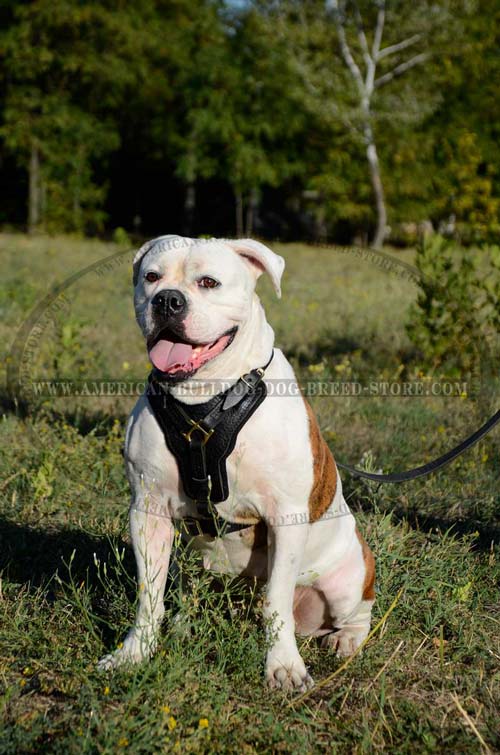 Quality Leather Harness for American Bulldog Attack Training