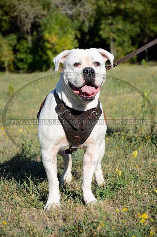 Adjustable Leather American Bulldog Harness