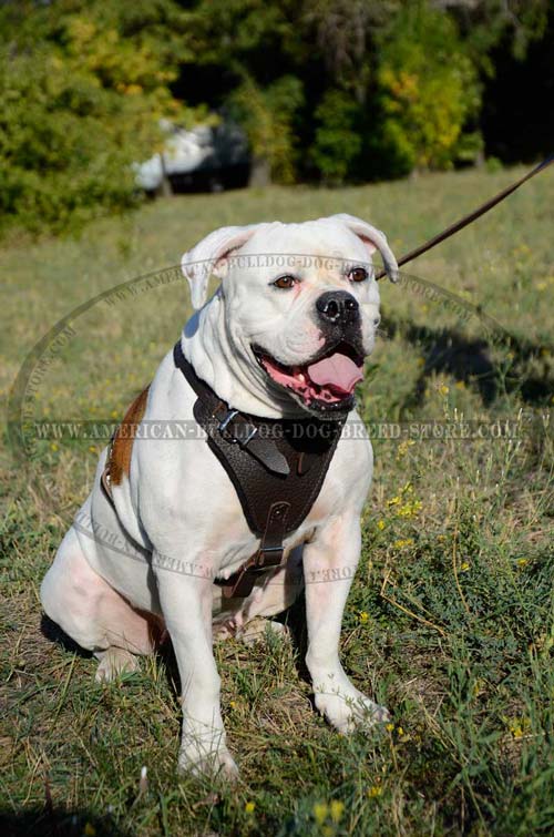 American Bulldog Agitation Harness