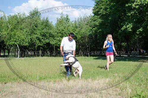 Strong Nylon American Bulldog Harness for Any Weather