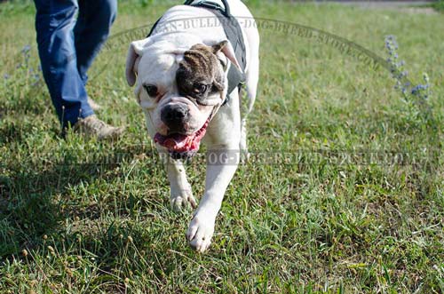 Soft Walking Harness for your Bully