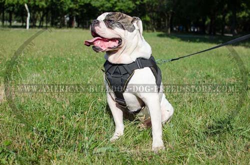 Nylon American Bulldog Harness with Chest Plate