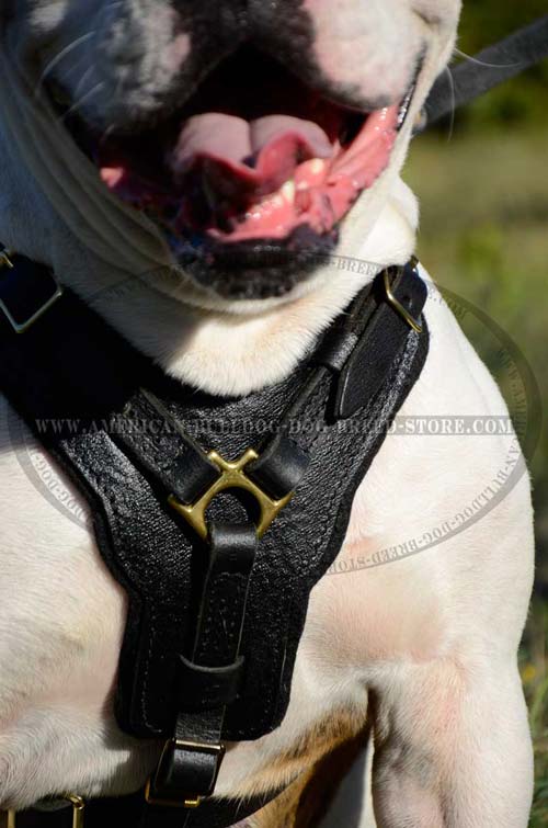 Comfortable Chest Plate for Comfy Agitation Training of American Bulldog