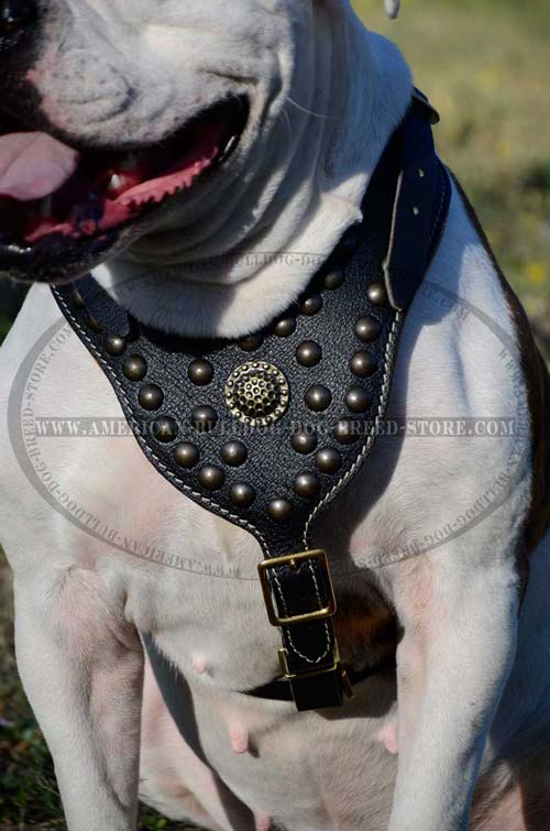 Padded Chest Plate for American Bulldog Comfort