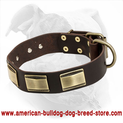 Decorated Leather Dog Collar for American Bulldog - Click Image to Close