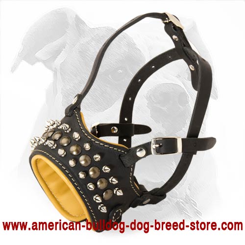 Gorgeous Decorative Leather Muzzle for Daily Use of Your American Bulldog