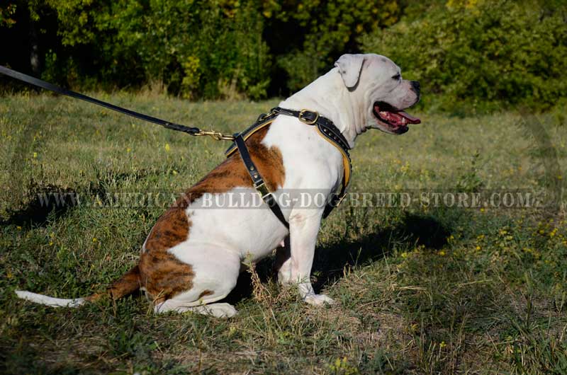 Decorated with Brass Studs Leather Harness for American Bulldog