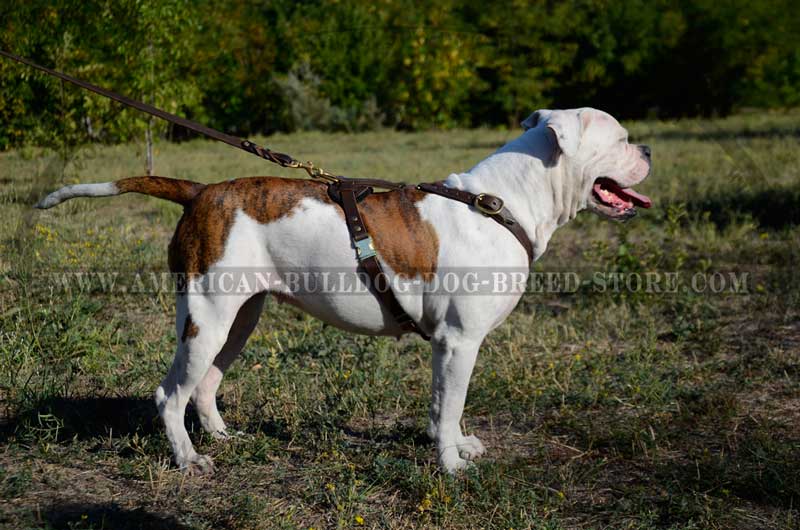 Exquisite Leather Harness with Perfect Air Circulation for Your American Bulldog