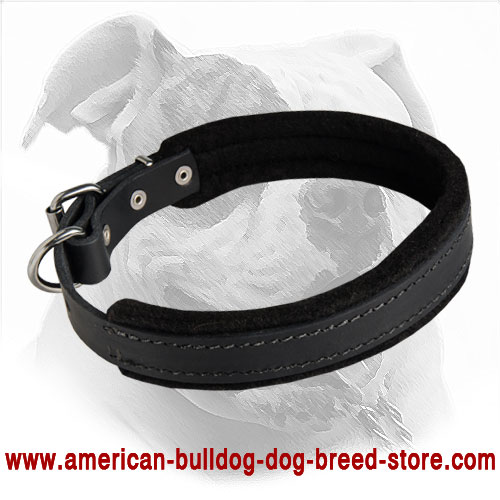 Elegant Felt Padded Leather Dog Collar for American Bulldog Training and Walking - Click Image to Close
