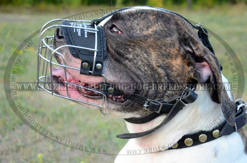 Light Weight Wire Basket Dog Muzzle for American Bulldog - Click Image to Close