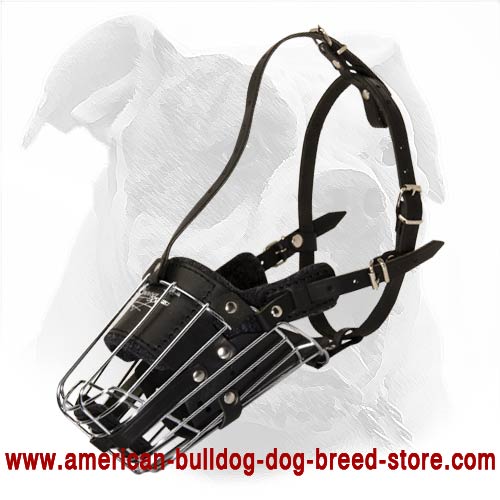 'No Mash' Leather Padded Wire Cage Muzzle for Walking and Training Your American Bulldog