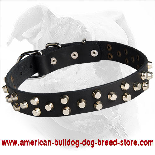 Leather Studded Canine Collar for American Bulldog Training/Walking