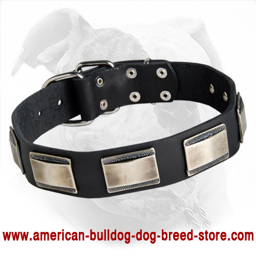 Buy Leather American Bulldog Collar with Decorated Large Nickel Plates for Walking