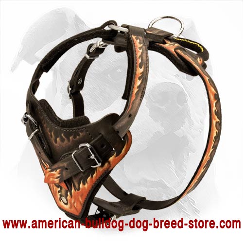 Topnotch Leather Harness with No Rubbing Chest Plate for Your American Bulldog
