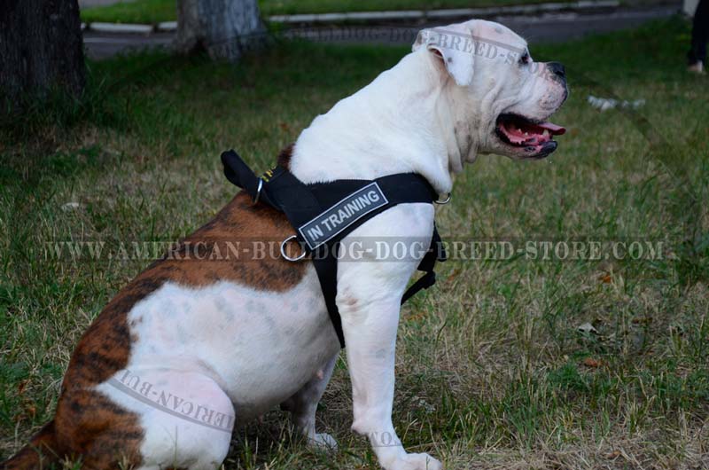 American Bulldog Nylon Harness for Pulling, Tracking, Jogging and Every Day Walks
