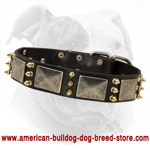 Leather Canine Collar with Brass Spikes and Nickel Vintage Plates for American Bulldog