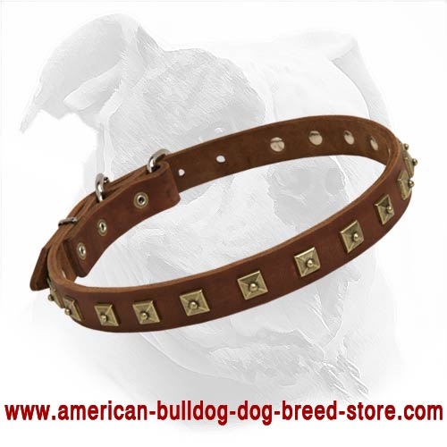 Fantastic Quality Leather Dog Collar Specially Crafted for American Bulldog Breed