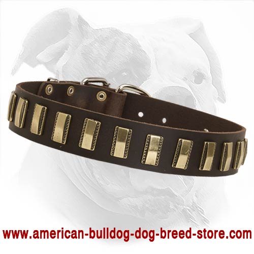 Hand Crafted Leather Dog Collar with Gold Color Curved Plates for Your American Bulldog