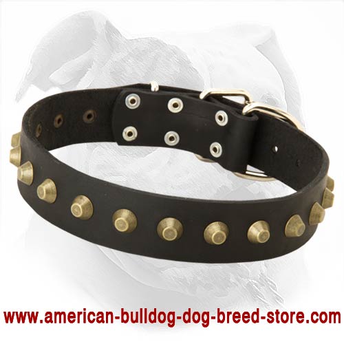 Leather Dog Collar with Brass Pyramids for American Bulldog Walking