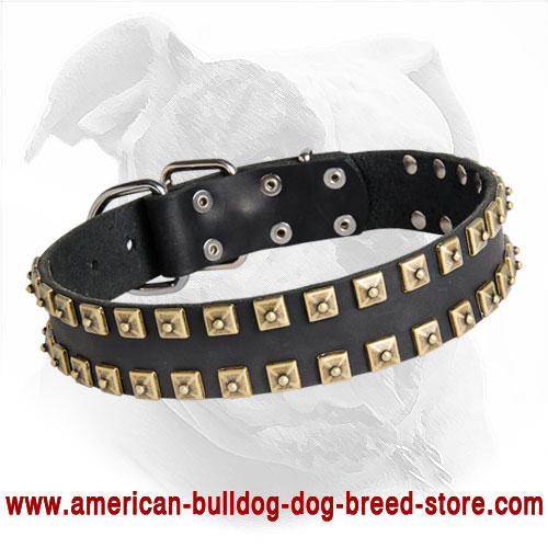 Leather American Bulldog Collar with Brass Studs for Walking and Training