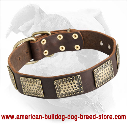 Luxury Leather Dog Collar with Curved Massive Plates for American Bulldog