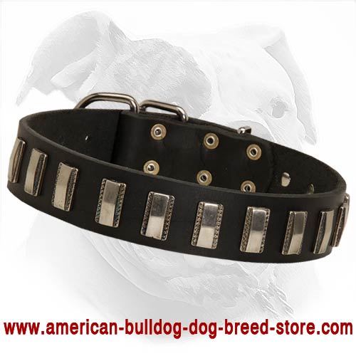 Luxurious Daily Walking and Training Collar for American Bulldog
