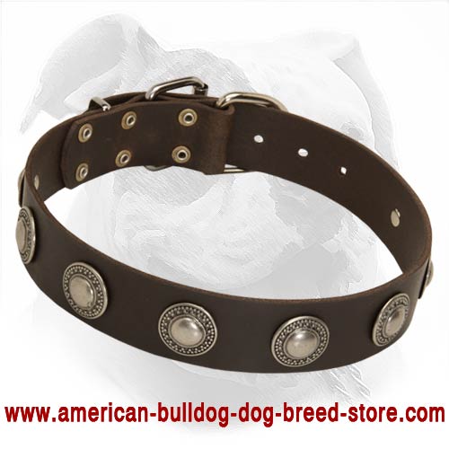 Fashion Leather Dog Collar with Silvery Conchos for Walking American Bulldog