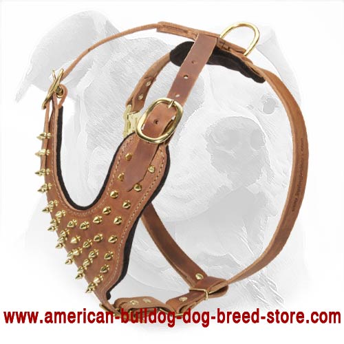 Splendid Leather Harness with Gold Color Spikes for American Bulldog