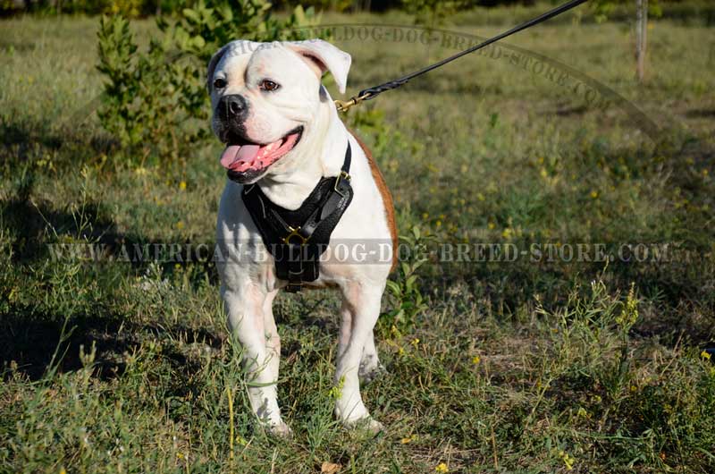 Exclusive Leather Harness for American Bulldog Training, Walking and Agitation Work