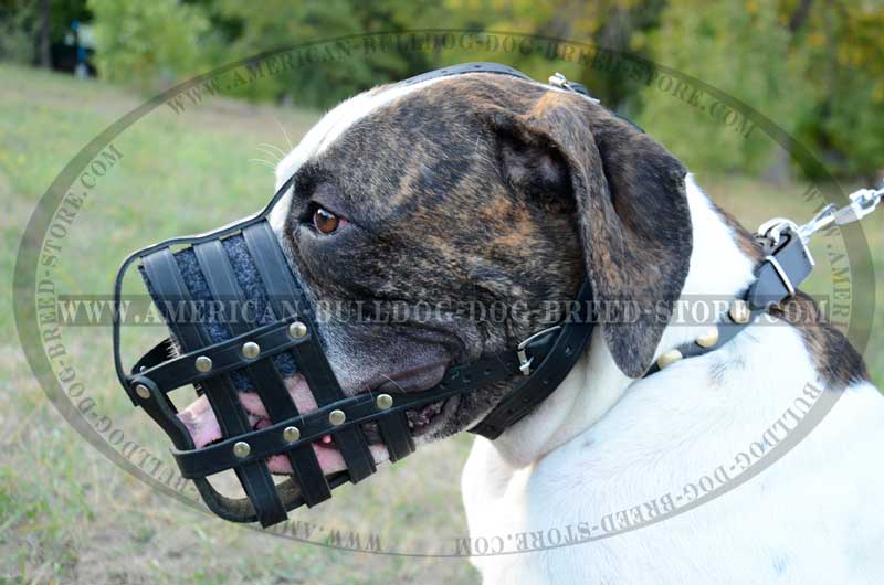 Fabulous Leather Cage Muzzle for Comfy Walking of your American Bulldog