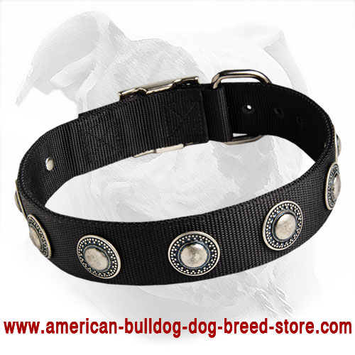 Water Friendly Nylon Dog Collar with Silvery Conchos - Best Daily Gear for American Bulldog