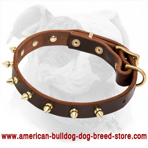 Stylish Leather American Bulldog Collar with Brass Spikes