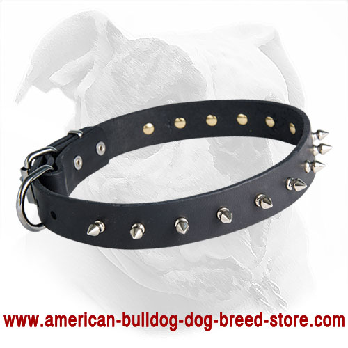 Designer Spiked Leather American Bulldog Collar for Fashionable Walking