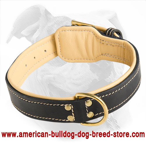 Nappa Padded Leather American Bulldog Collar for Training and Walking