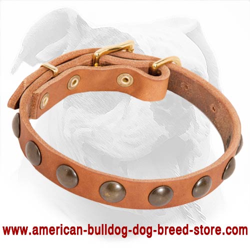 Designer Leather American Bulldog Collar with Brass Studs for Puppy Walking