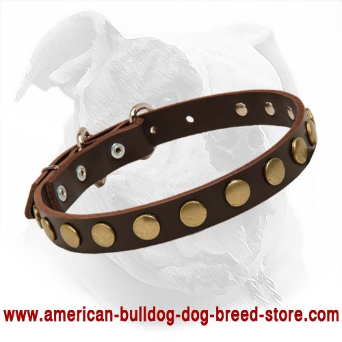 Leather American Bulldog Collar with Round Studs for Fashionable Walking