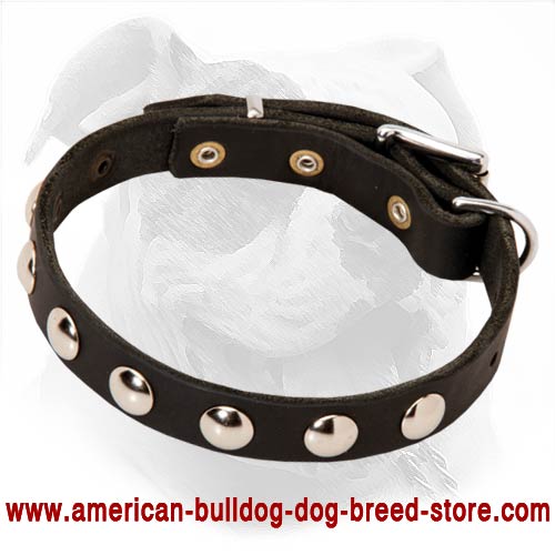 Studded Leather American Bulldog Collar for Fashionable Walks