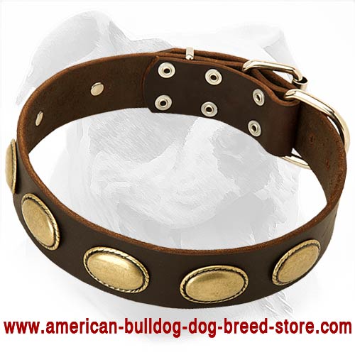 Retro Rulz - Gorgeous Vintage Dog Leather Collar for Americn Bulldog
